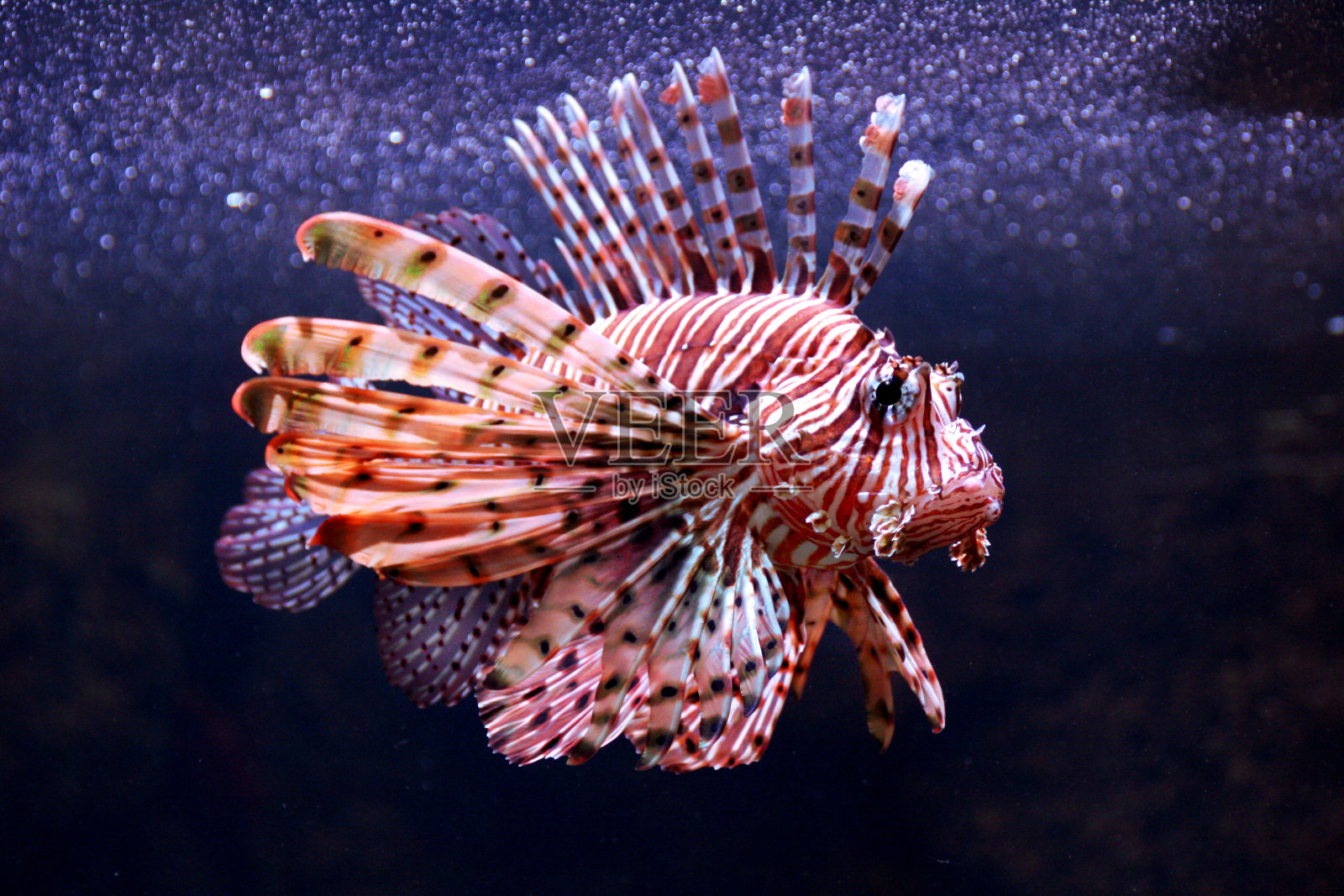 有毒的狮子鱼照片摄影图片