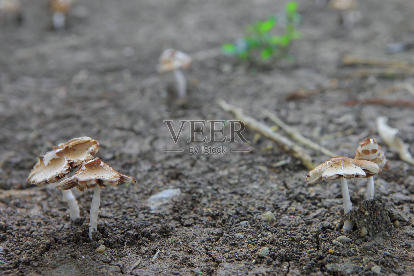 地上的蘑菇照片摄影图片