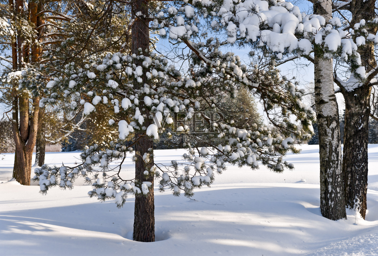 雪落在松树的树枝上照片摄影图片