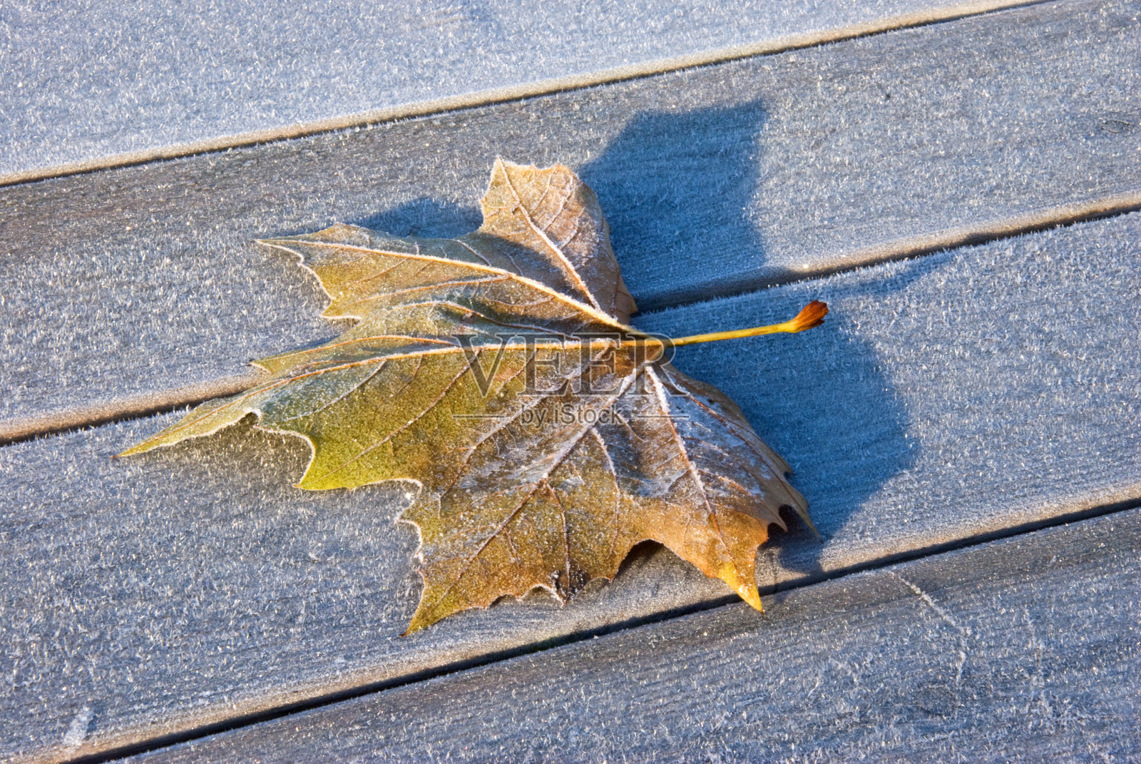 桌上结霜的叶子照片摄影图片