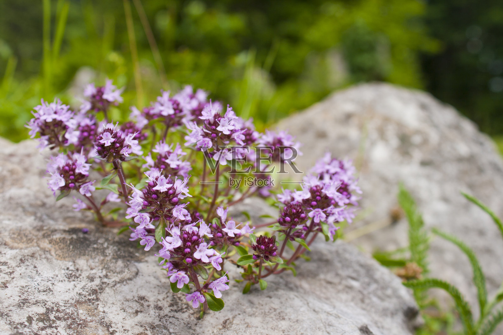 胸腺pulegioides照片摄影图片
