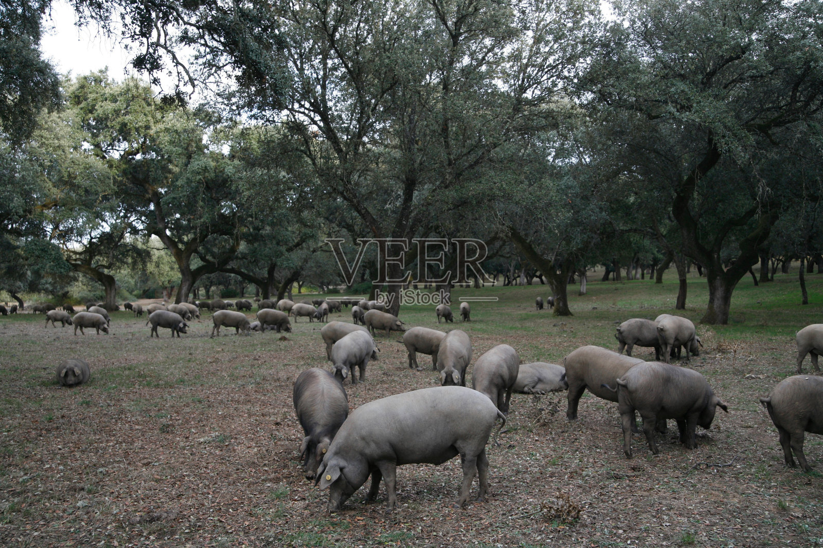 外面有一群伊比利亚猪照片摄影图片