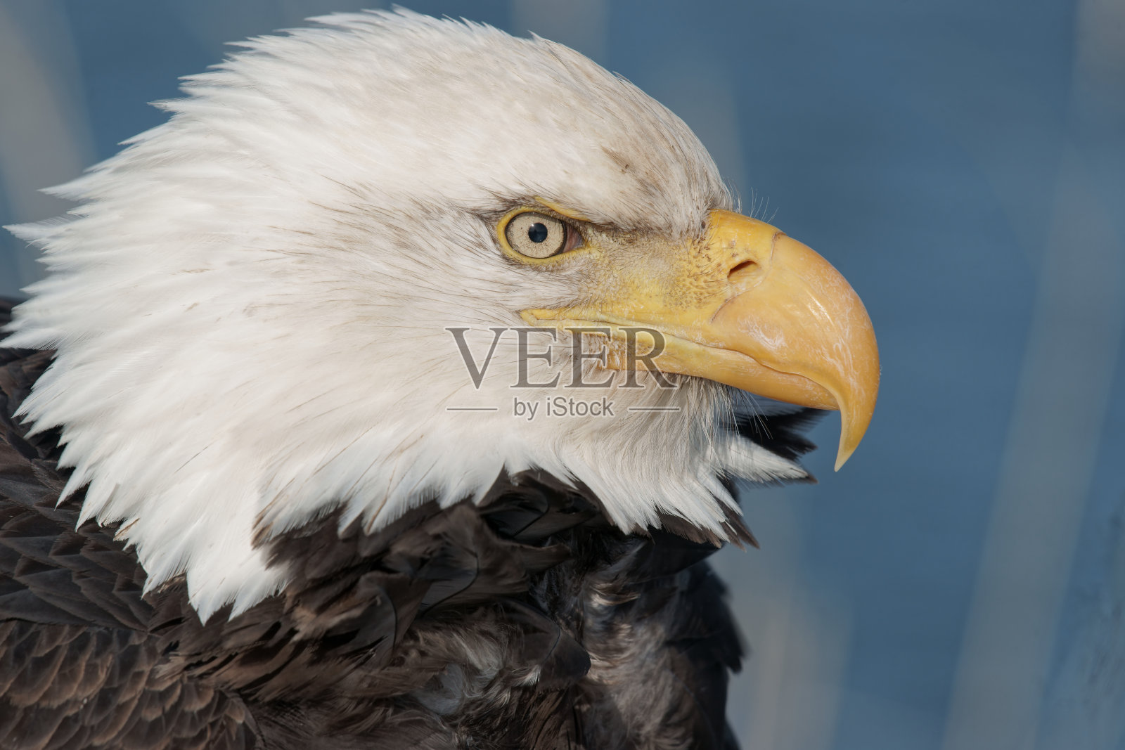 强烈的照片摄影图片