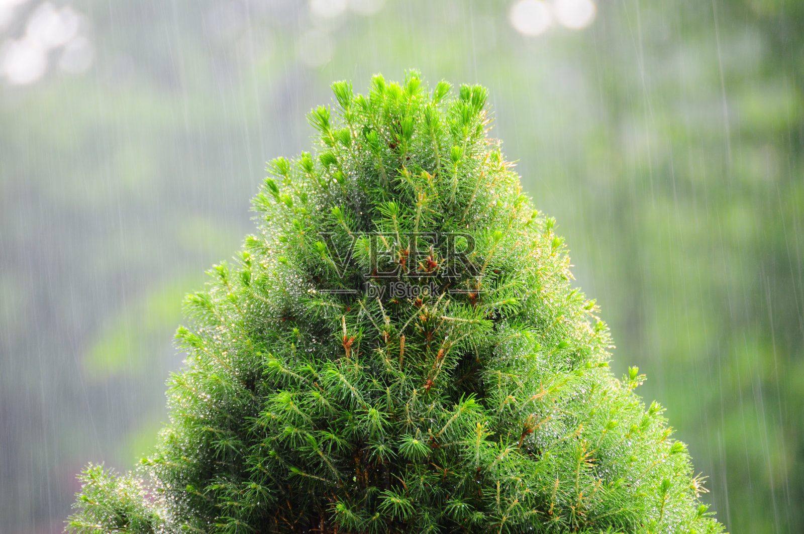 大雨照片摄影图片