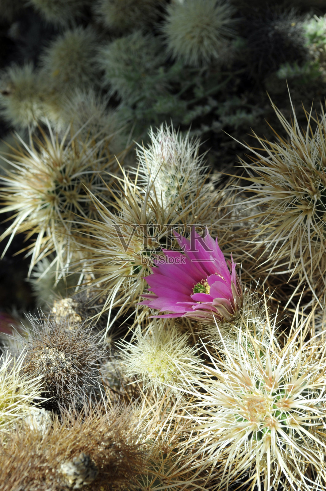 盛开的刺猬仙人掌照片摄影图片