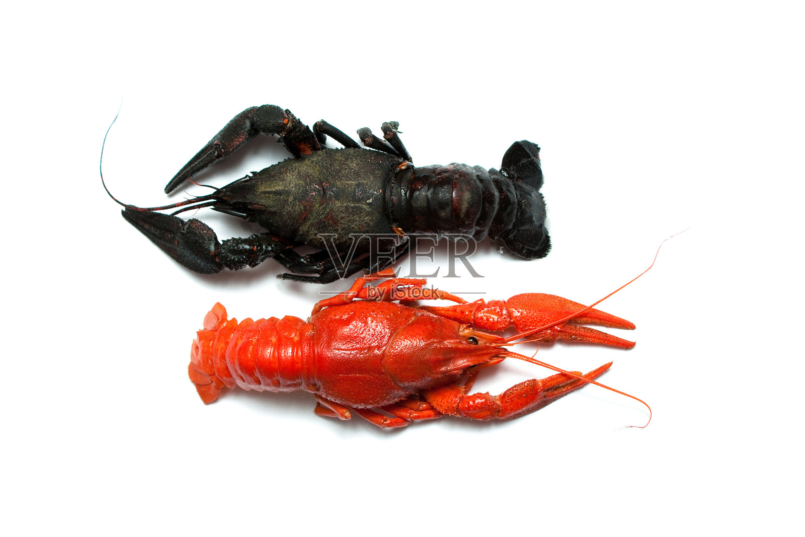 两个癌症照片摄影图片