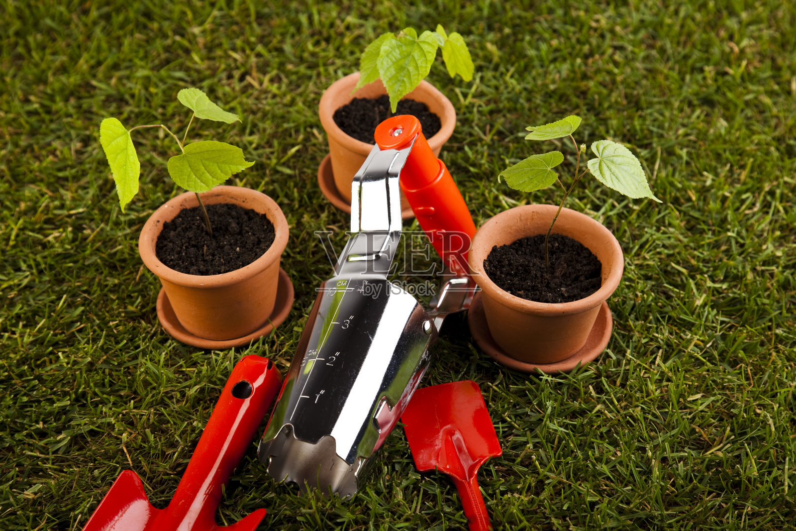 园艺照片摄影图片