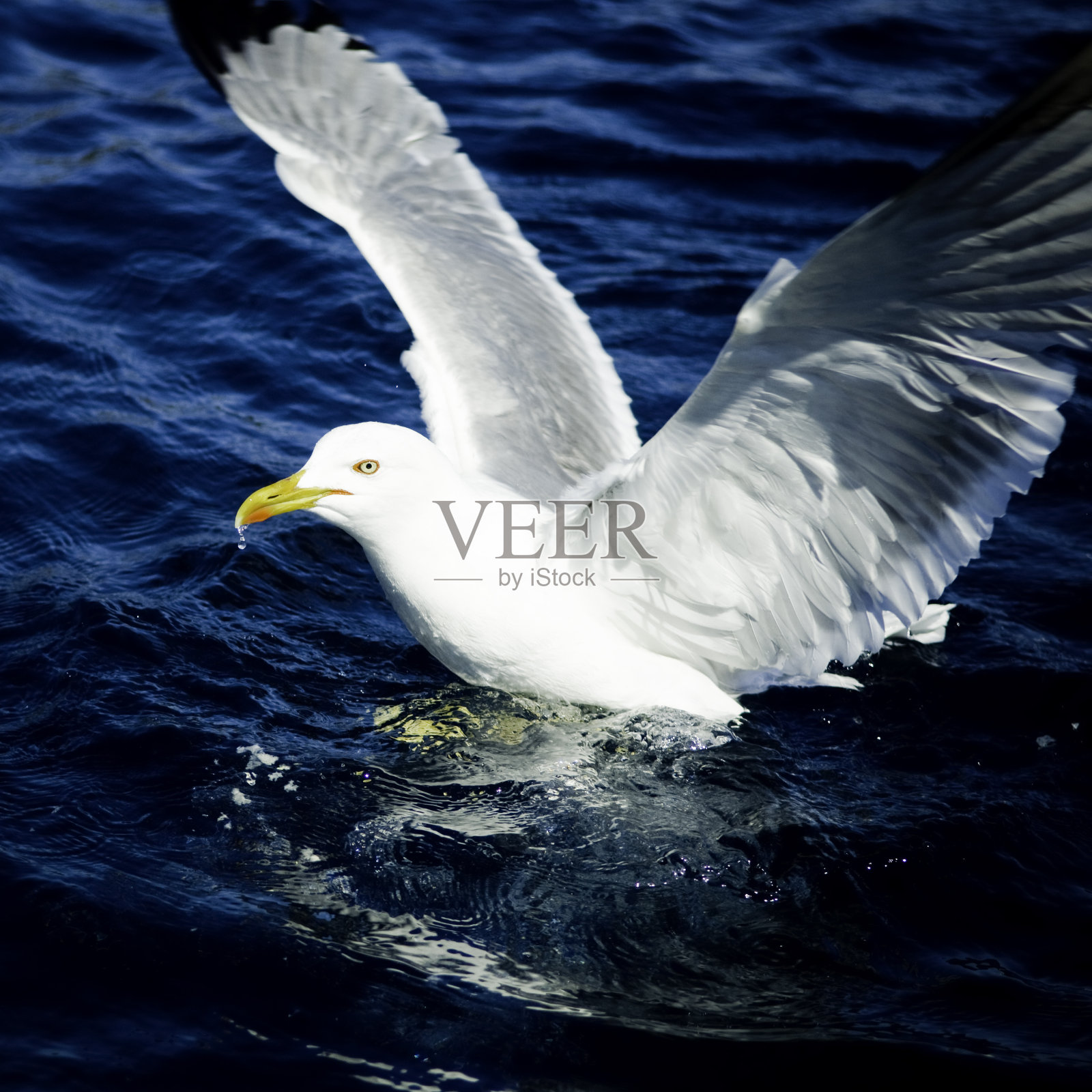 海鸥照片摄影图片