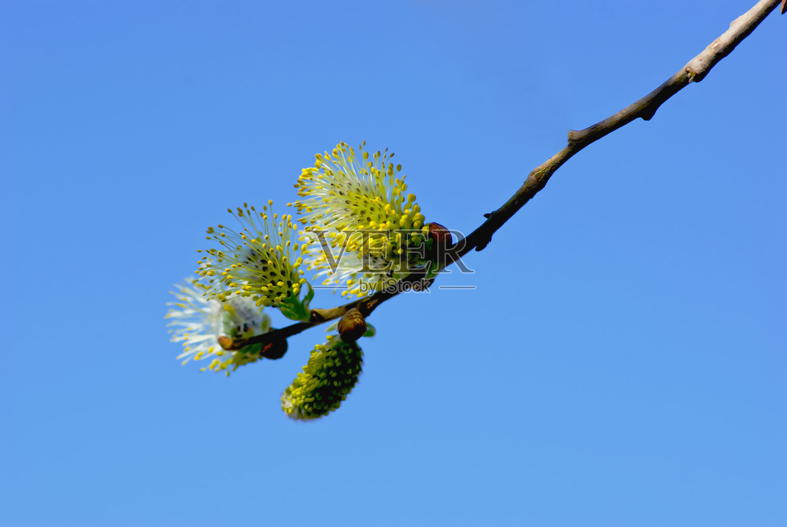 柳树照片摄影图片