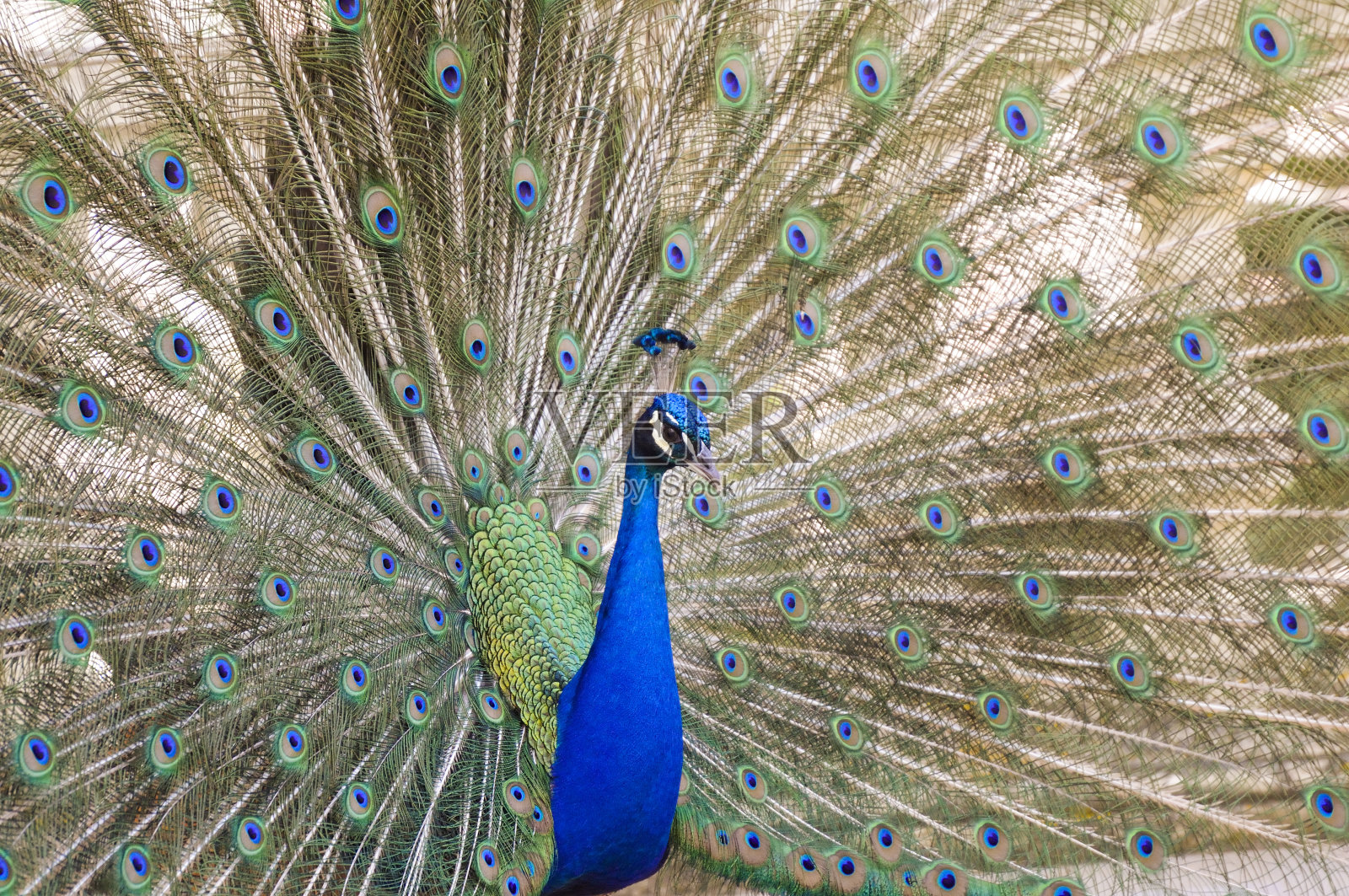 孔雀求爱照片摄影图片