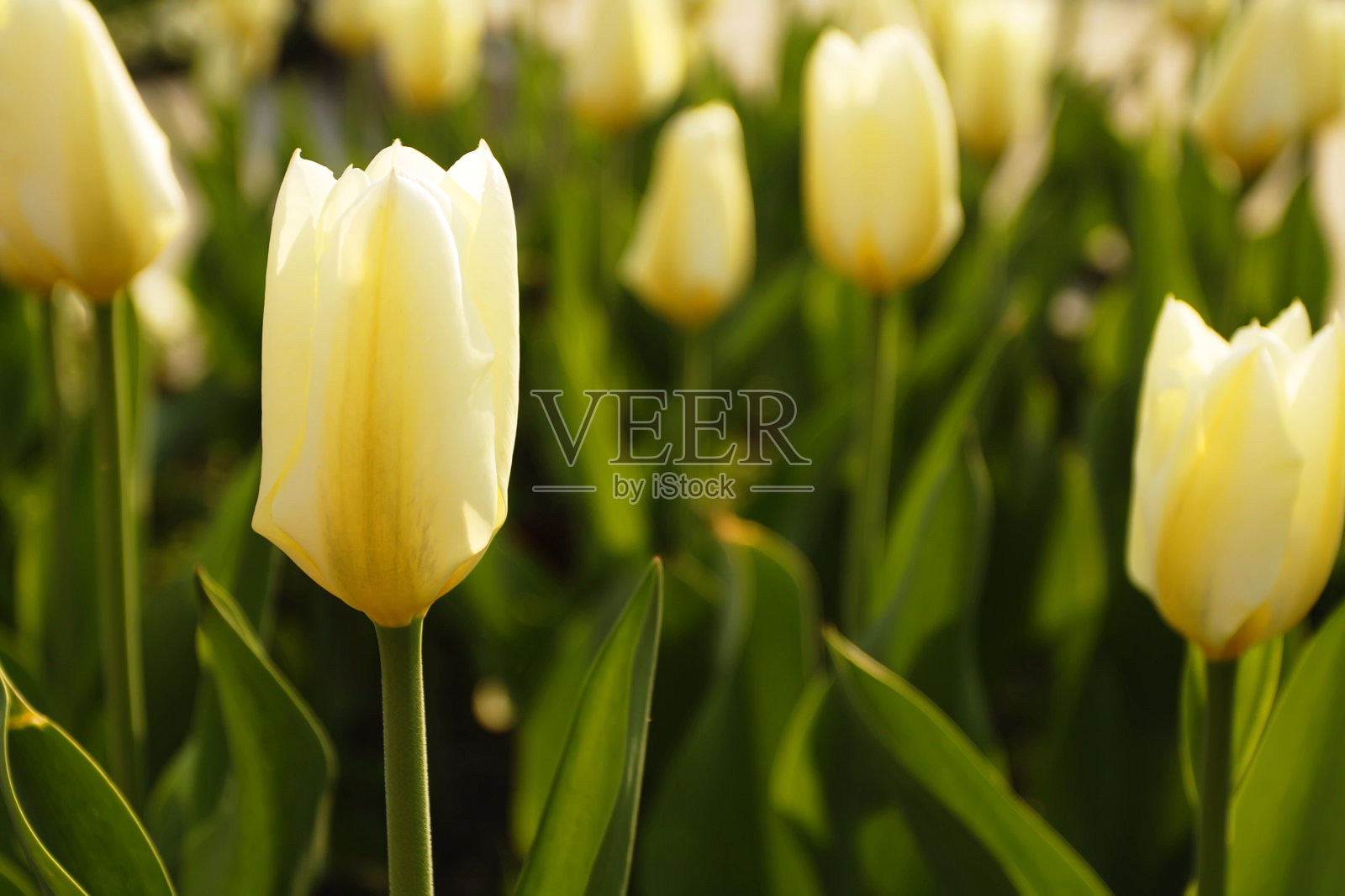 郁金香照片摄影图片