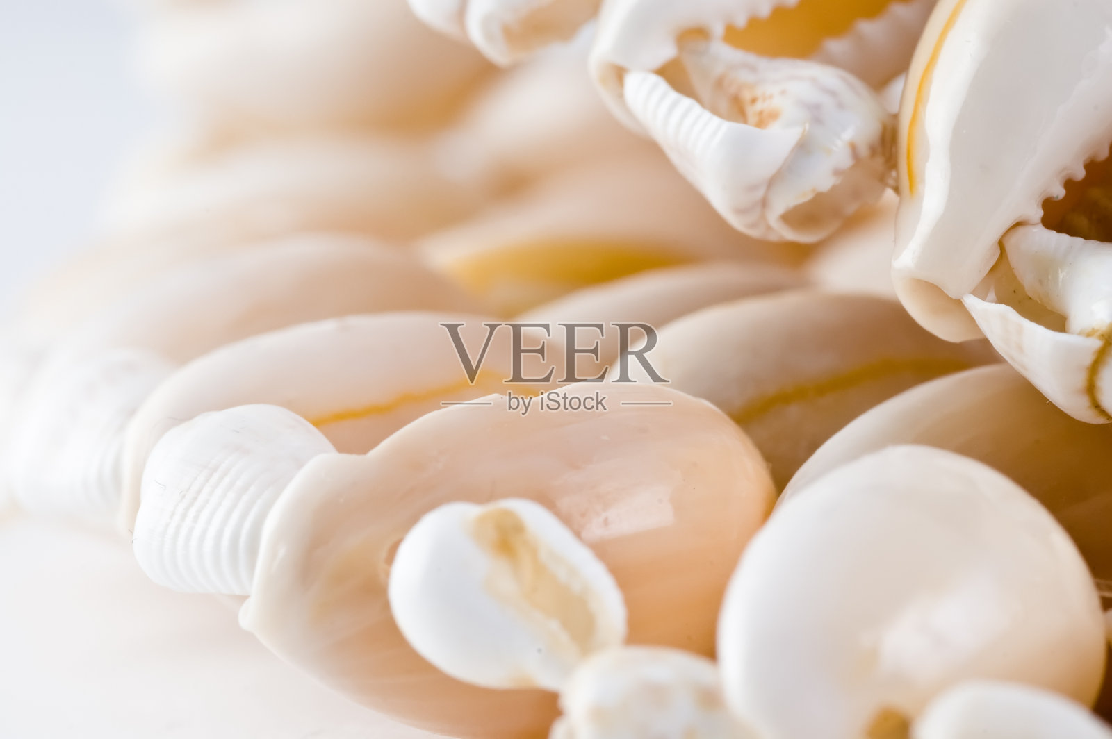 摘要海贝壳照片摄影图片