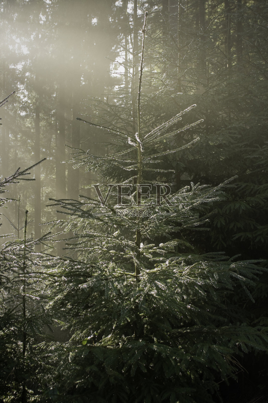 闪亮的冬季冷杉照片摄影图片
