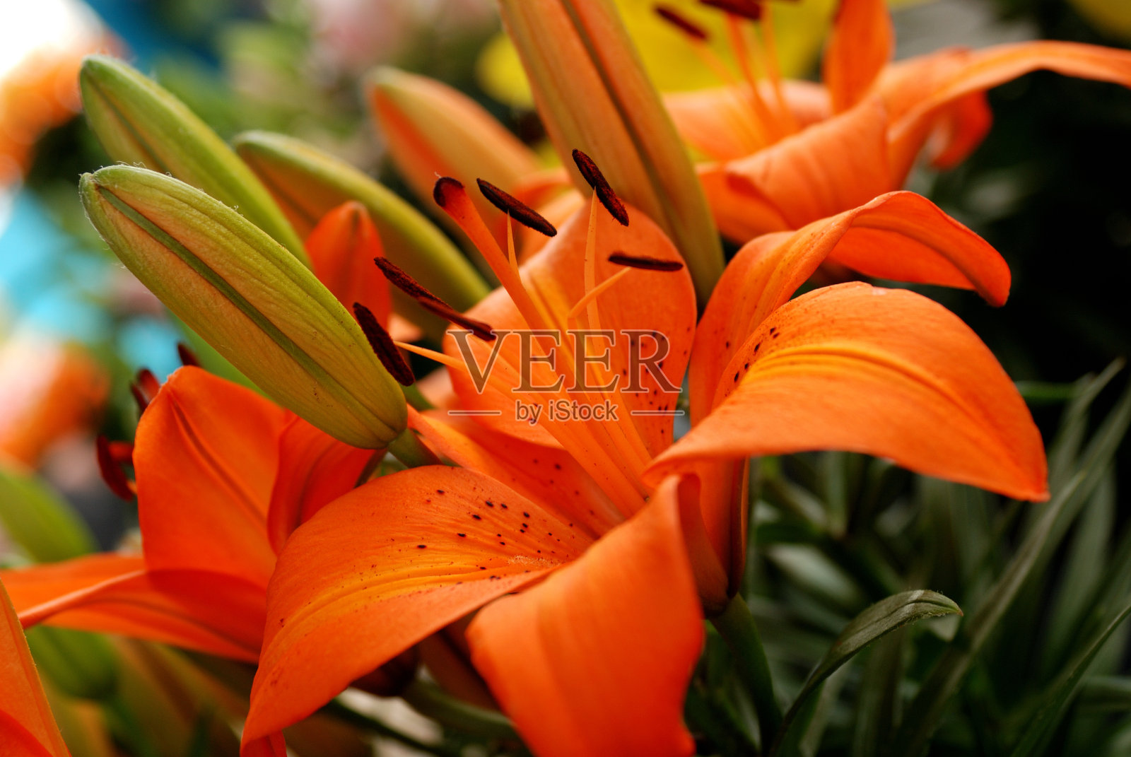 莉莉的照片摄影图片