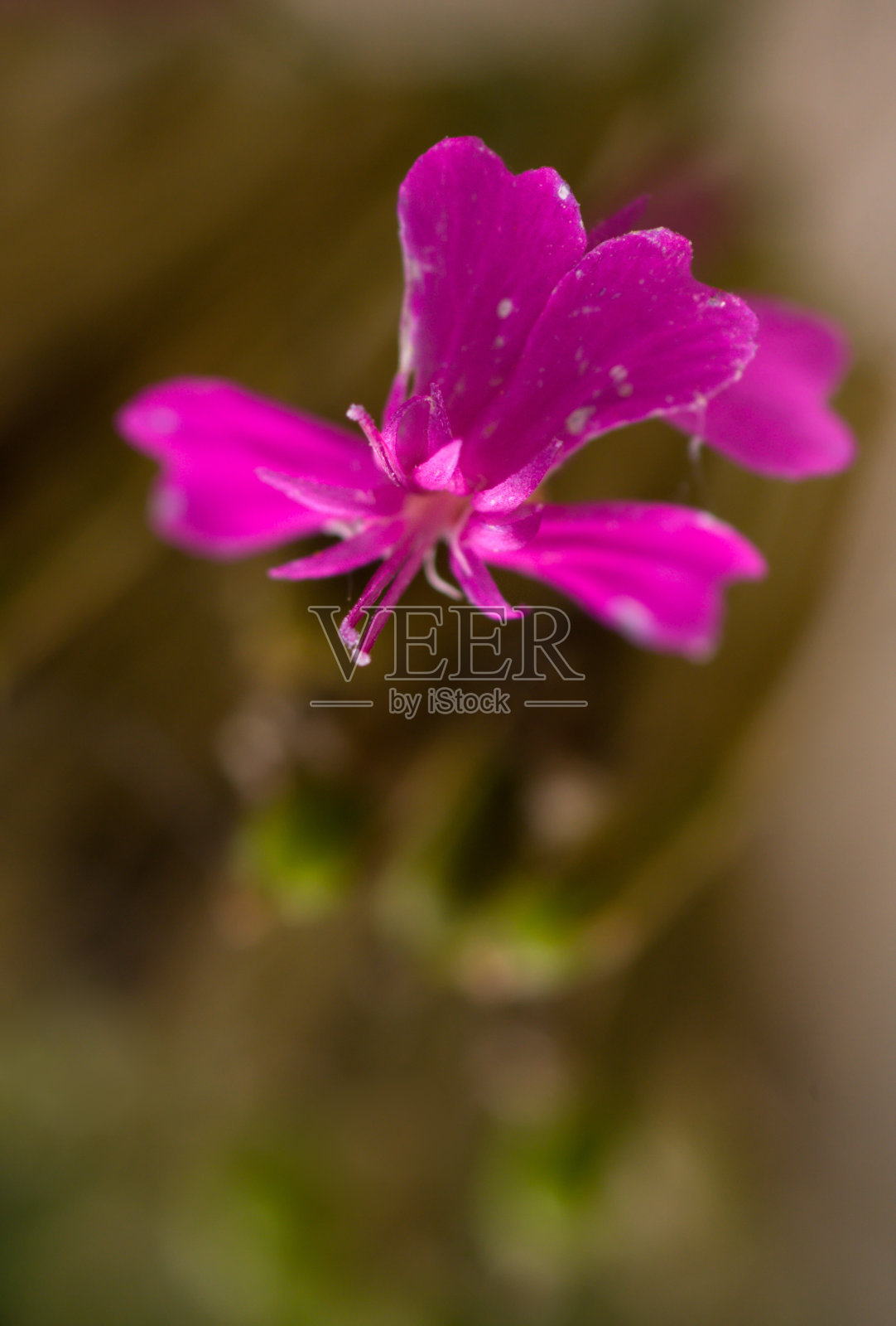 粉红色的花照片摄影图片