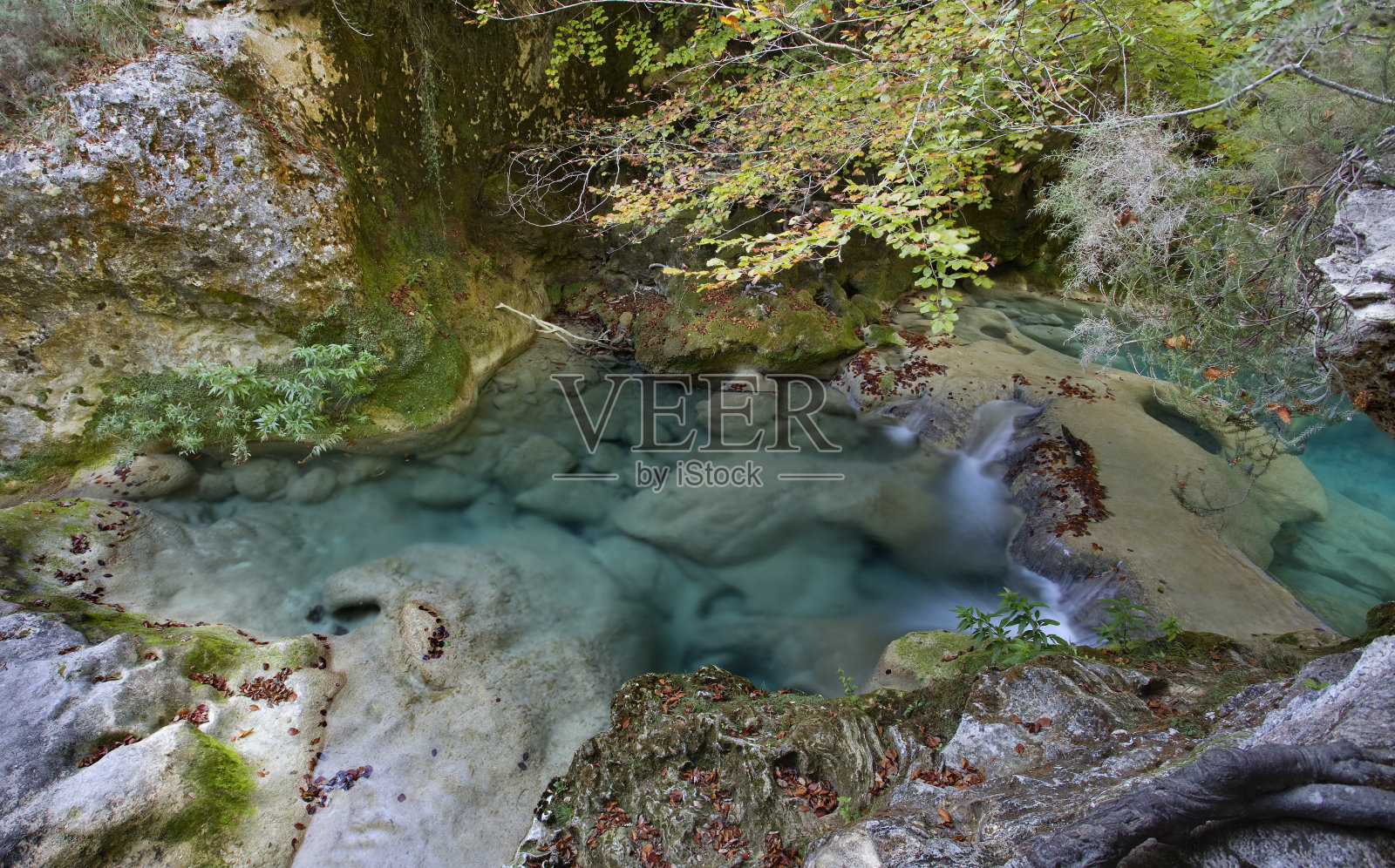 秋天的森林照片摄影图片