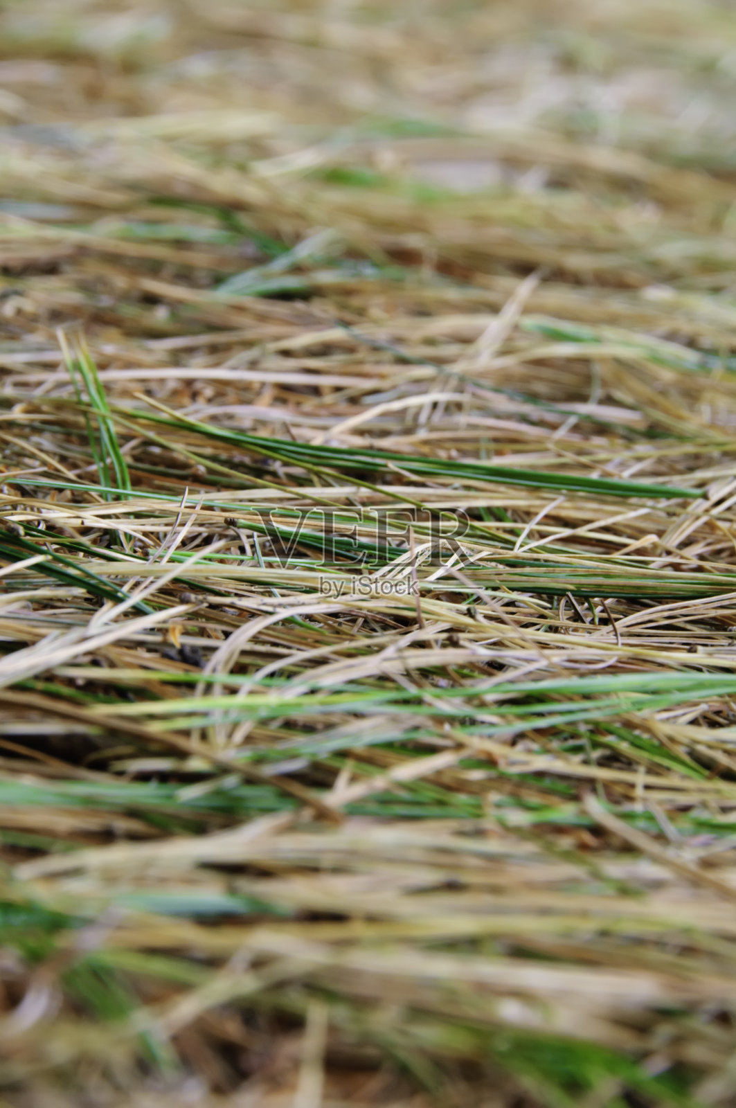 满地的松针照片摄影图片