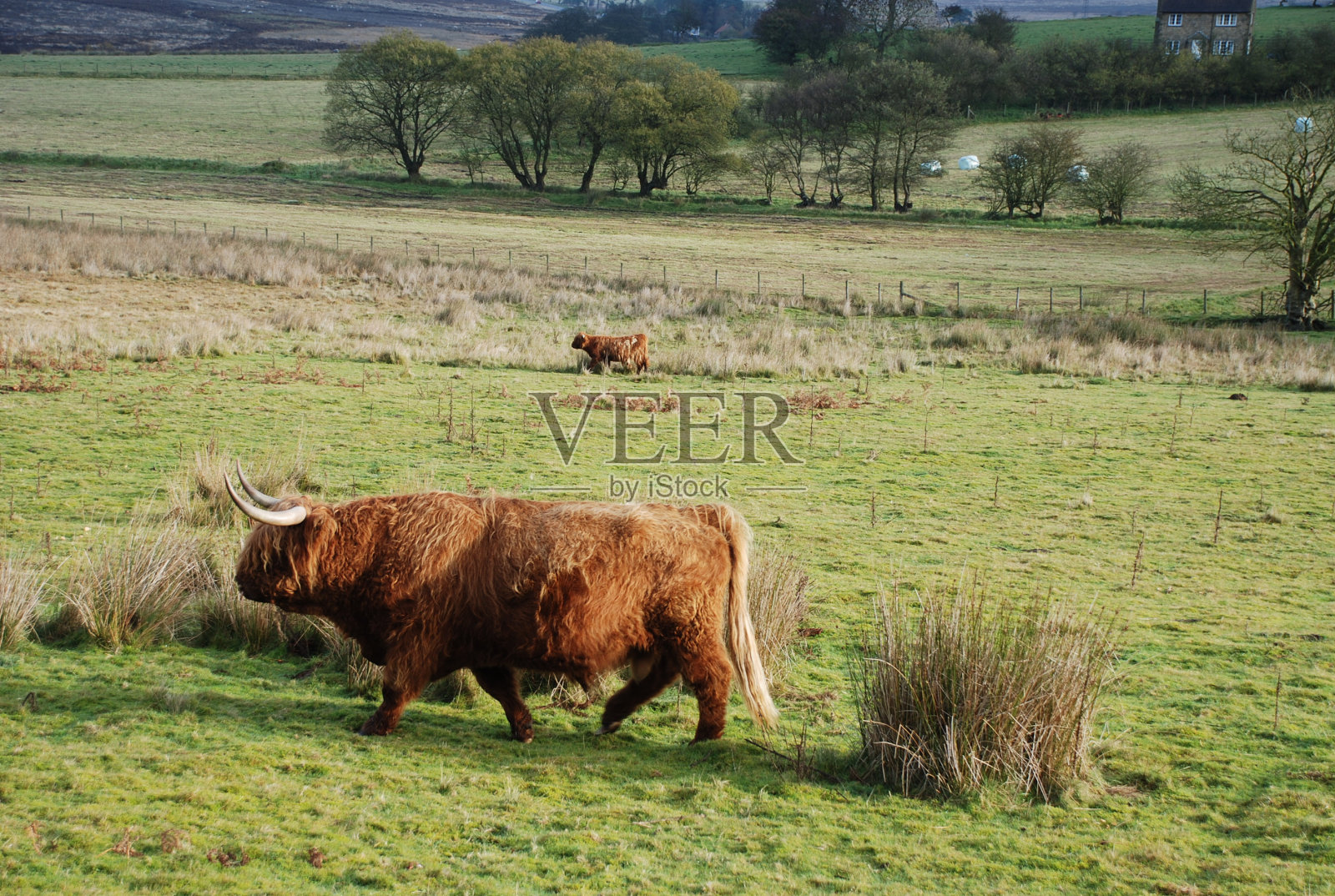 牛照片摄影图片
