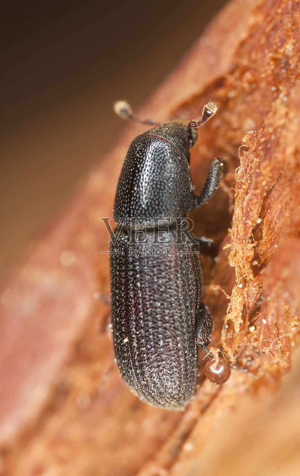 木头生活甲虫照片摄影图片