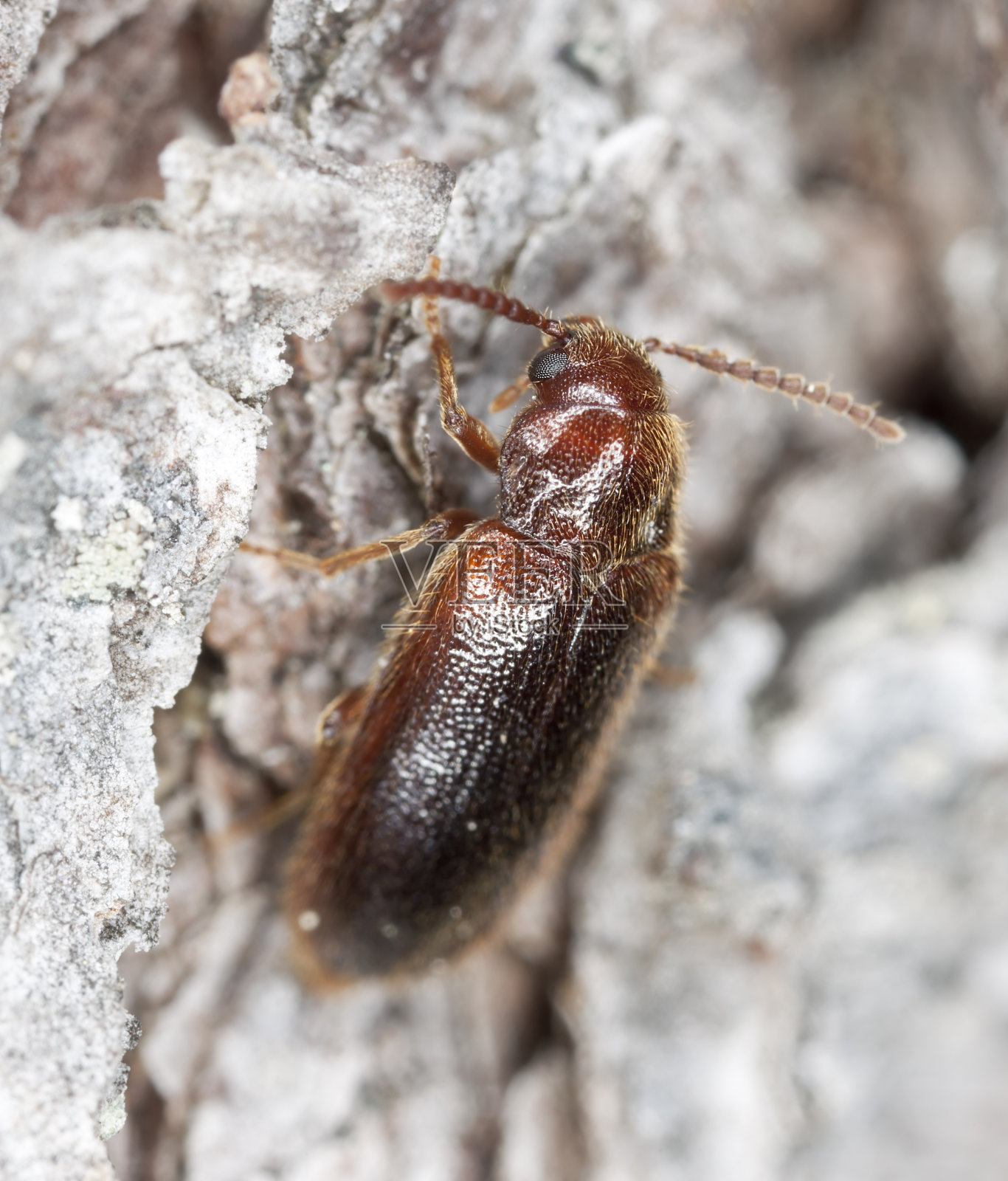 木头生活甲虫照片摄影图片