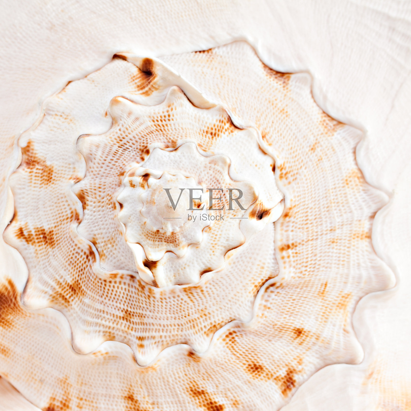 海贝壳的背景。照片摄影图片