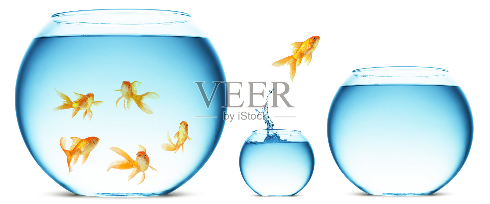 金鱼跳出了水照片摄影图片