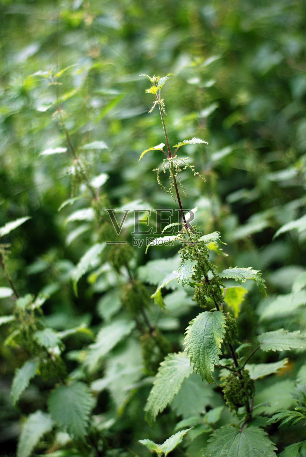 小荨麻照片摄影图片