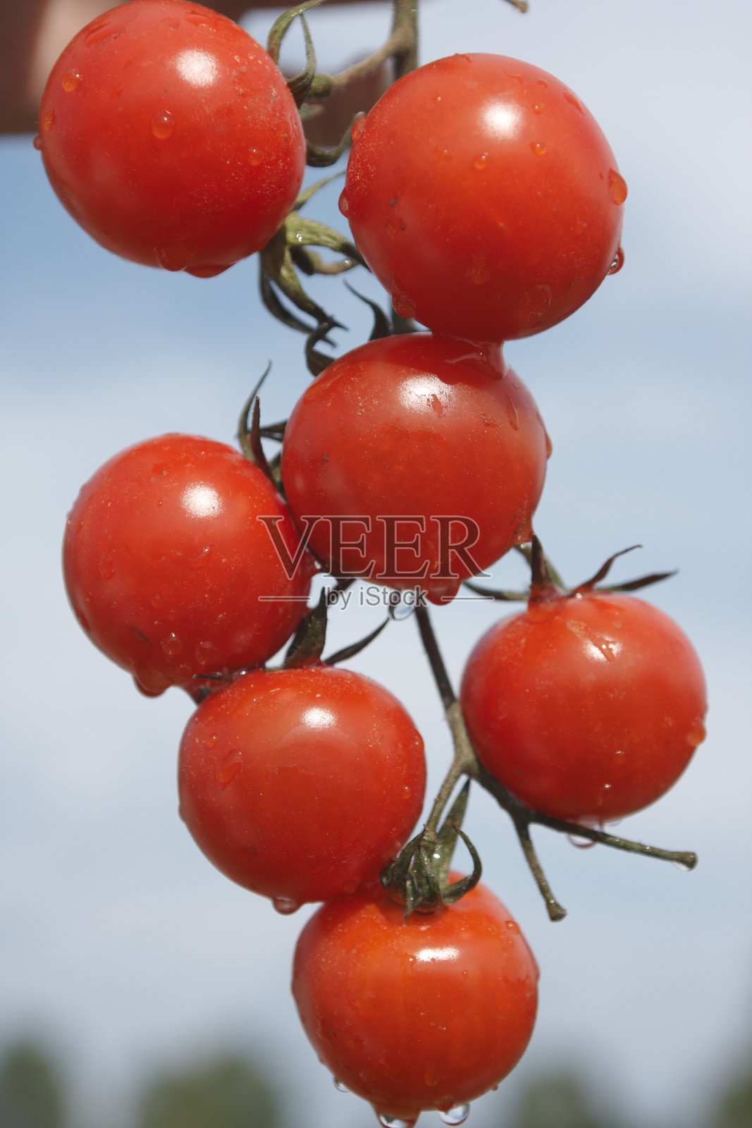 树枝上的番茄照片摄影图片