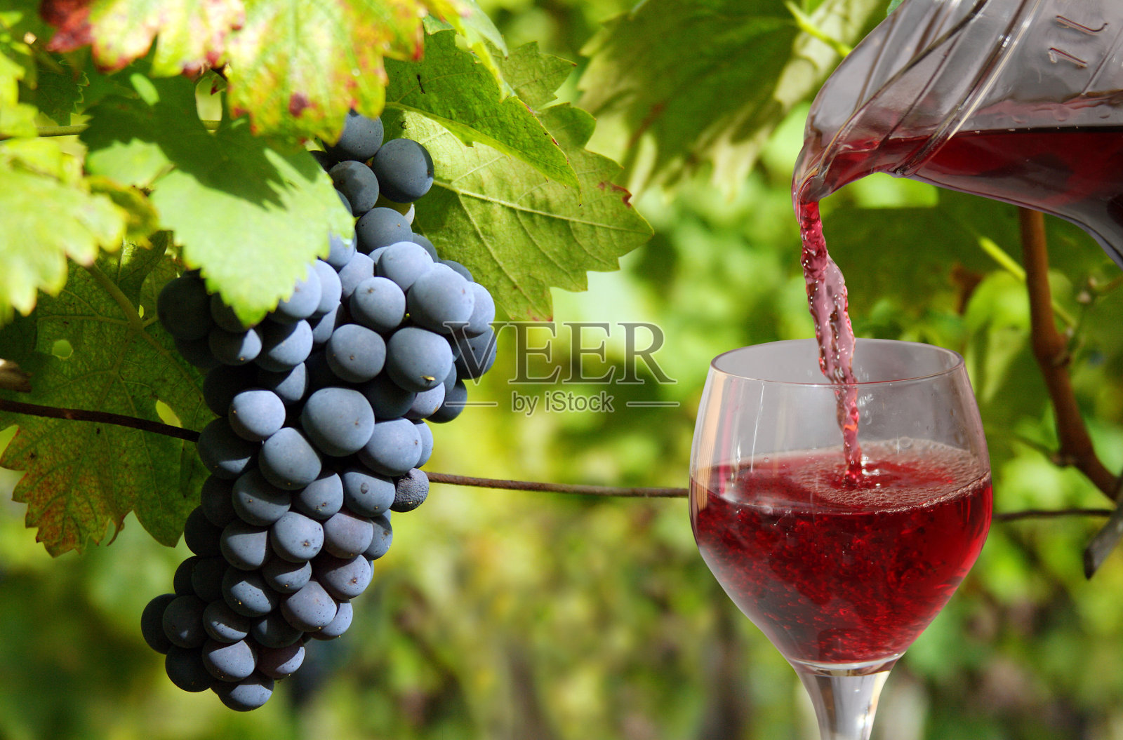 葡萄和葡萄酒照片摄影图片