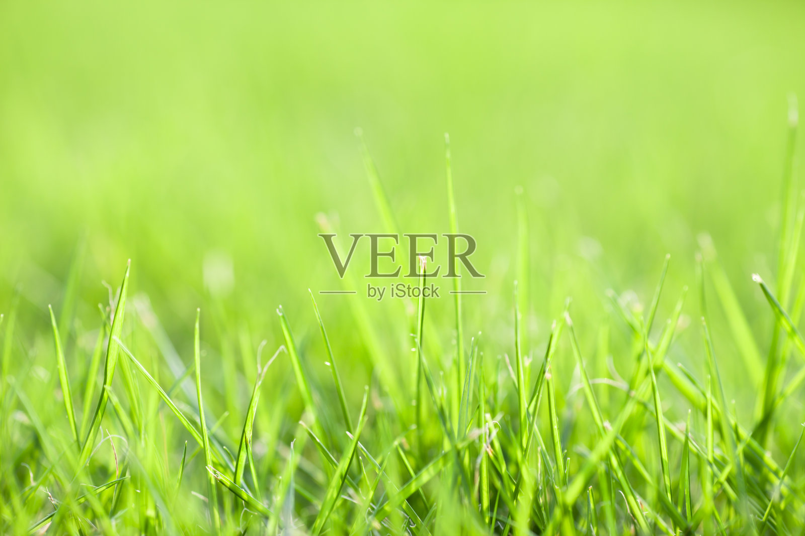 草地的背景照片摄影图片