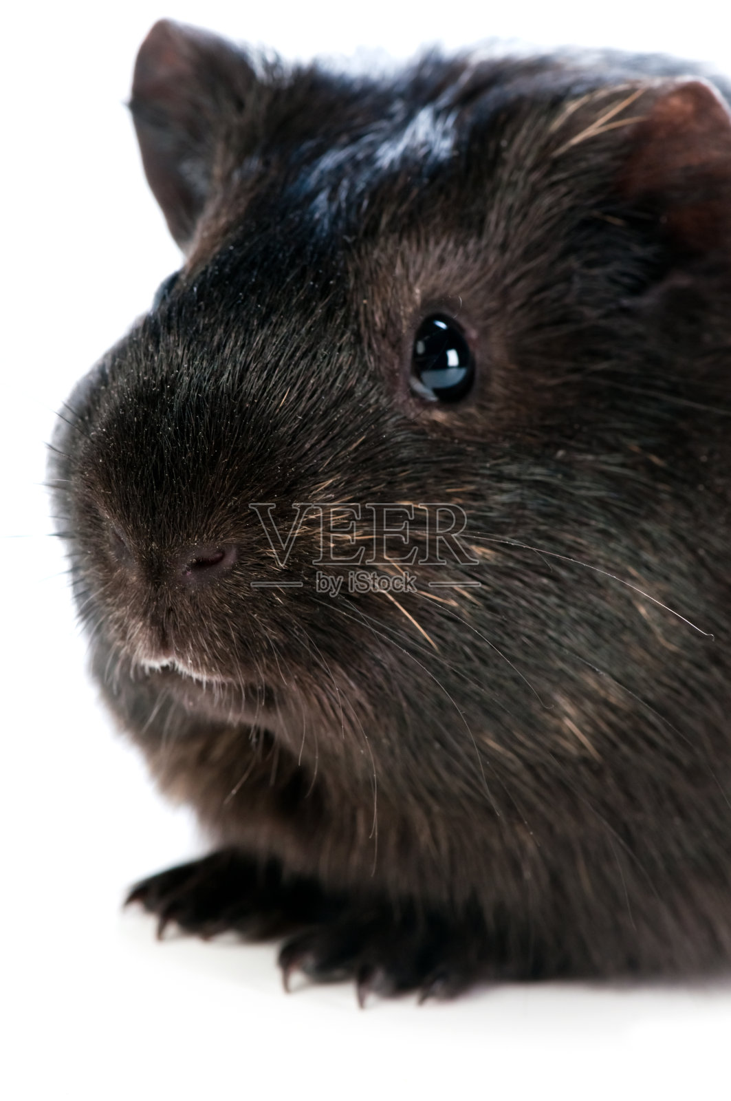 白色背景上的棕色豚鼠照片摄影图片