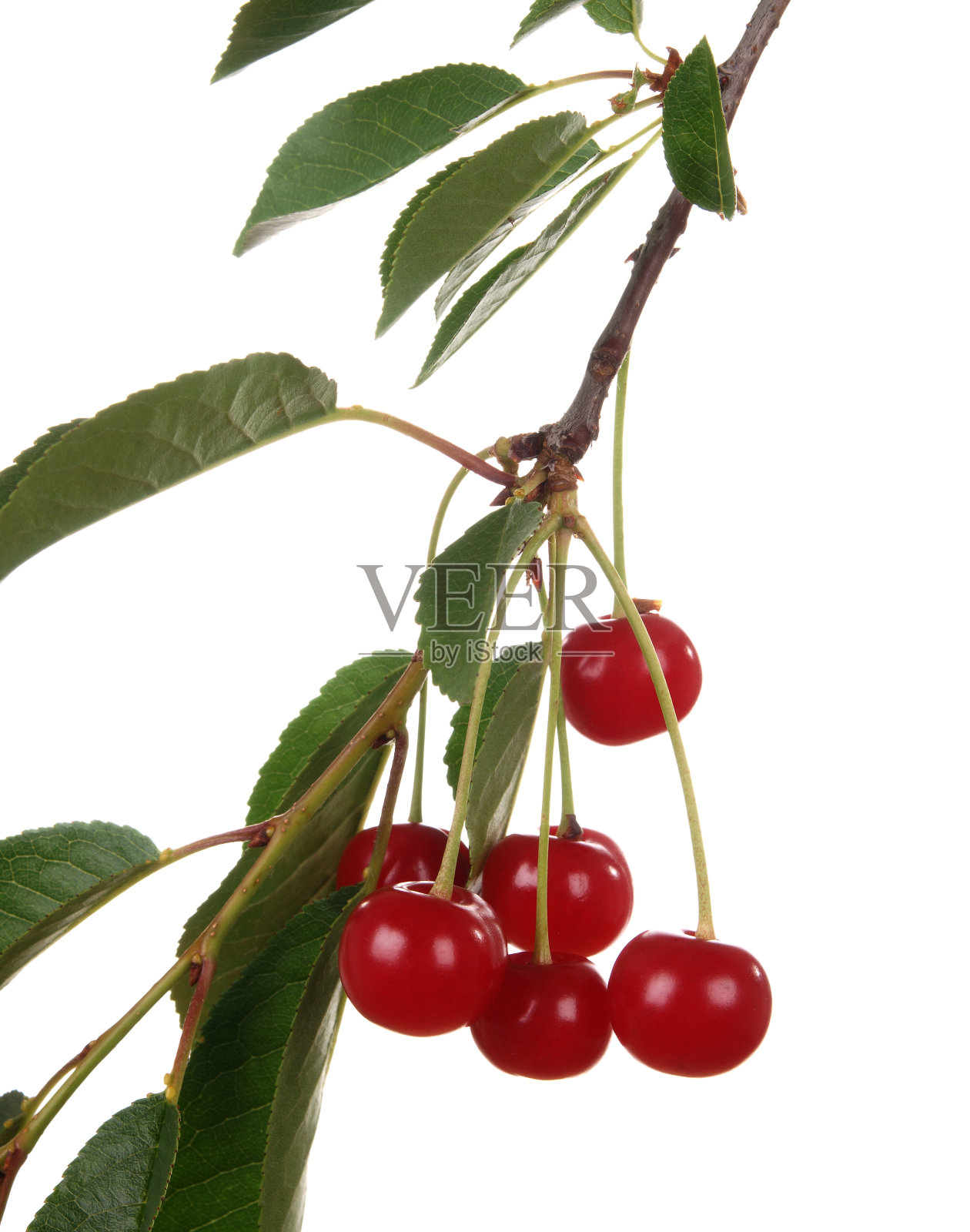 美丽的新鲜酸樱桃枝照片摄影图片