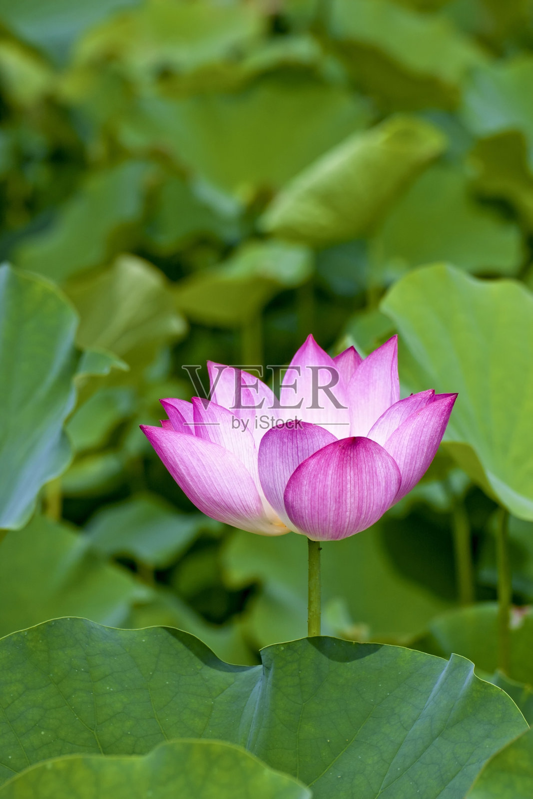 莲花照片摄影图片