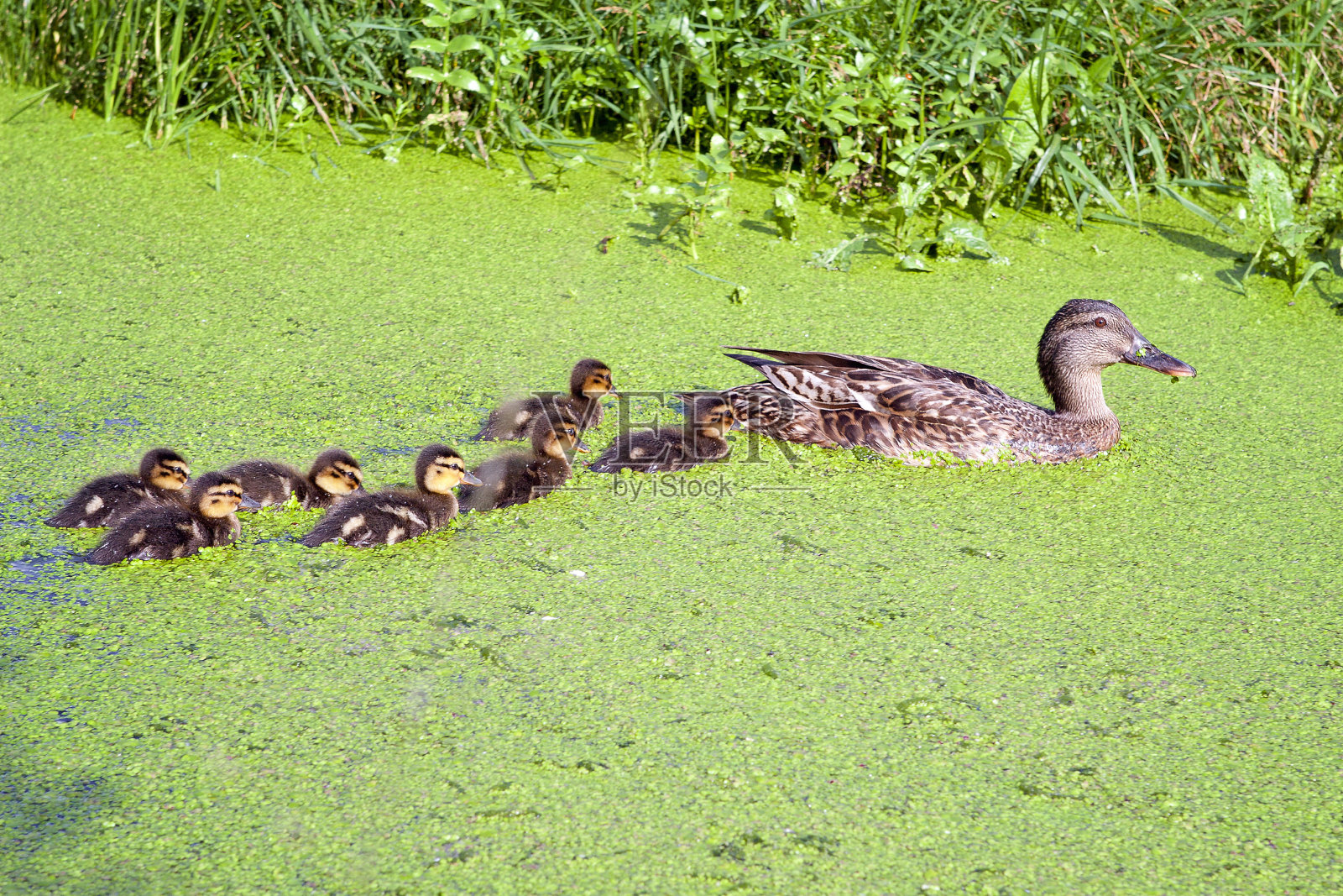 鸭子在浮萍照片摄影图片