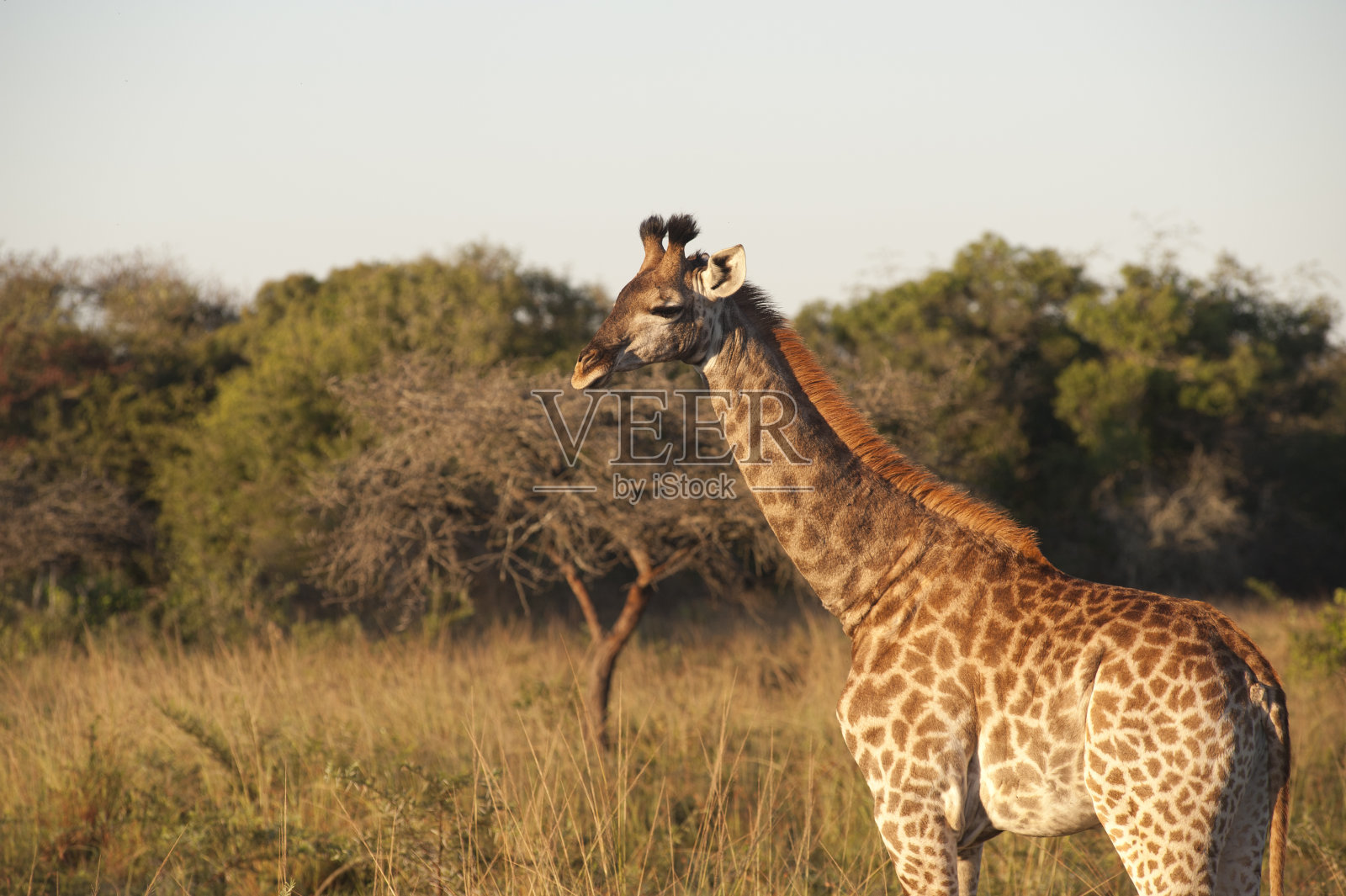 长颈鹿照片摄影图片