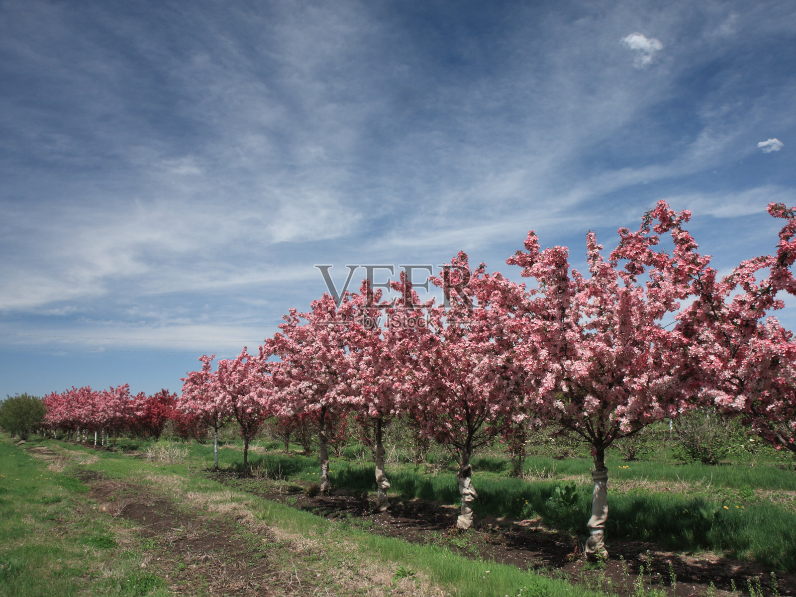 苹果树开花照片摄影图片
