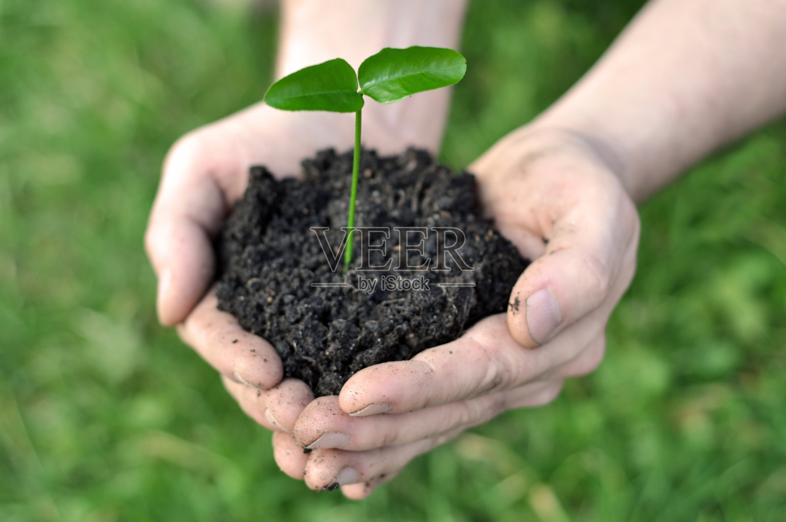 年轻的植物照片摄影图片