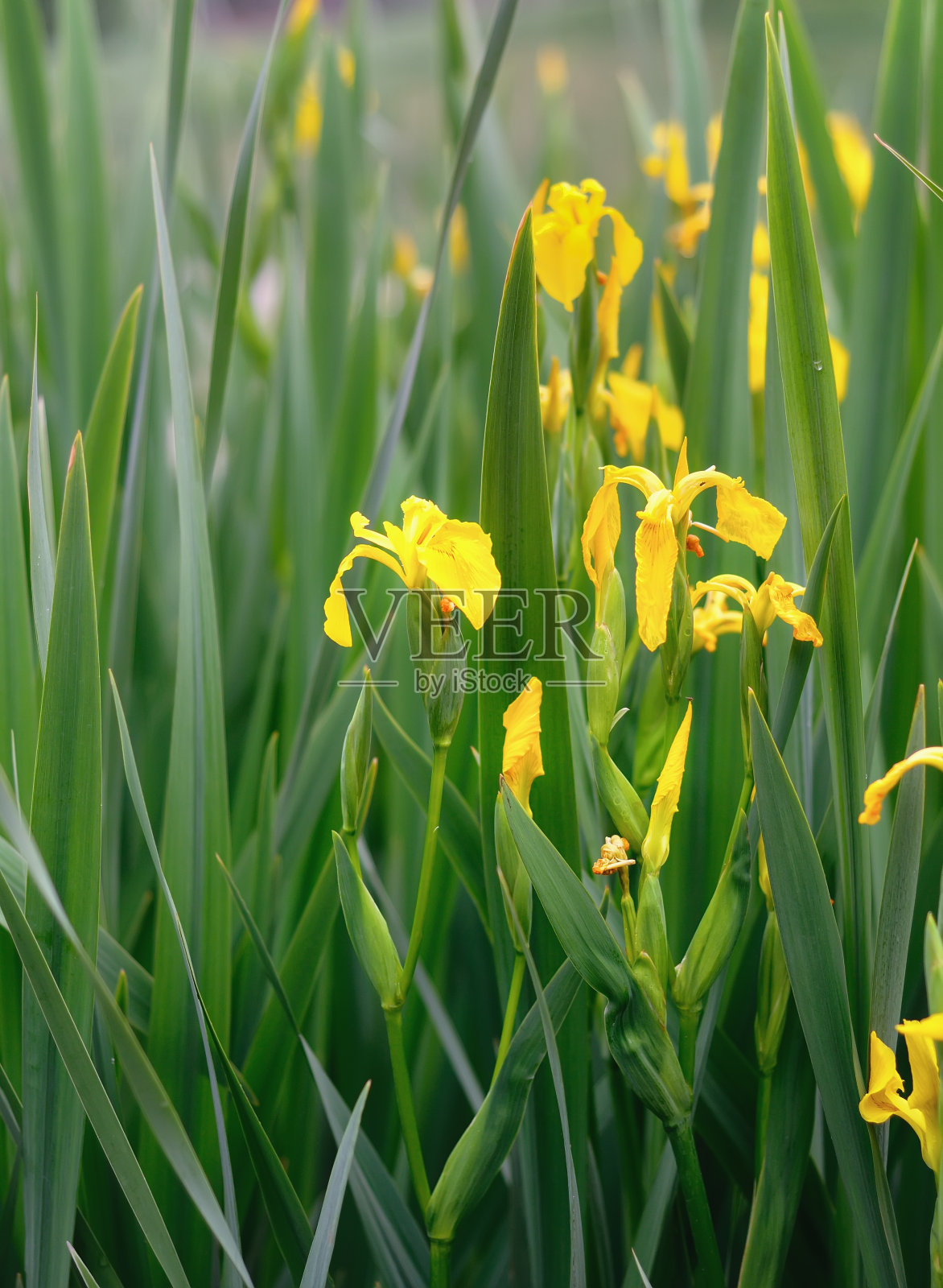 黄色的花的背景照片摄影图片