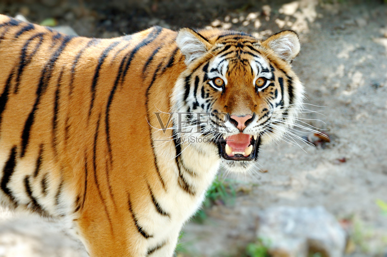 老虎照片摄影图片