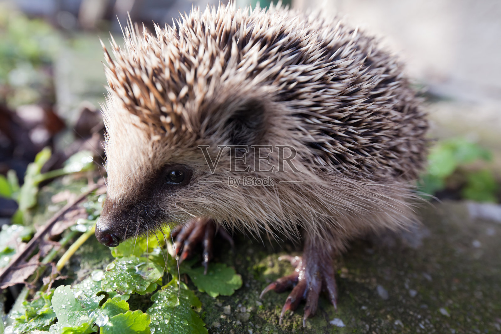 刺猬照片摄影图片