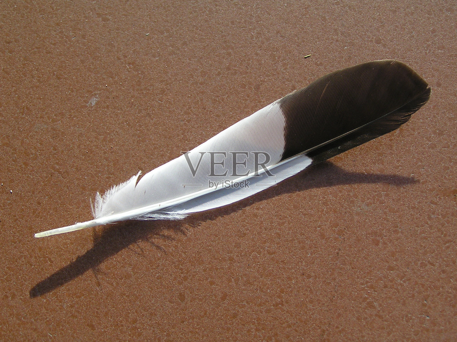 羽毛照片摄影图片