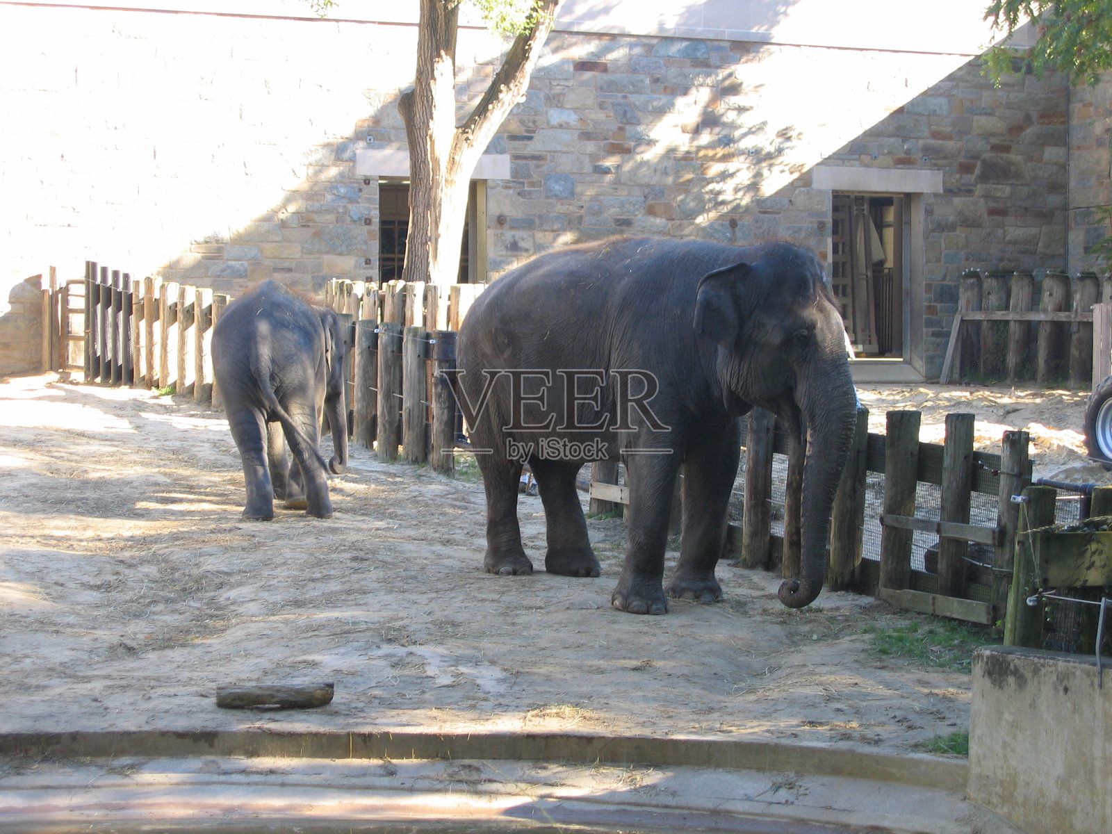动物园里的大象照片摄影图片