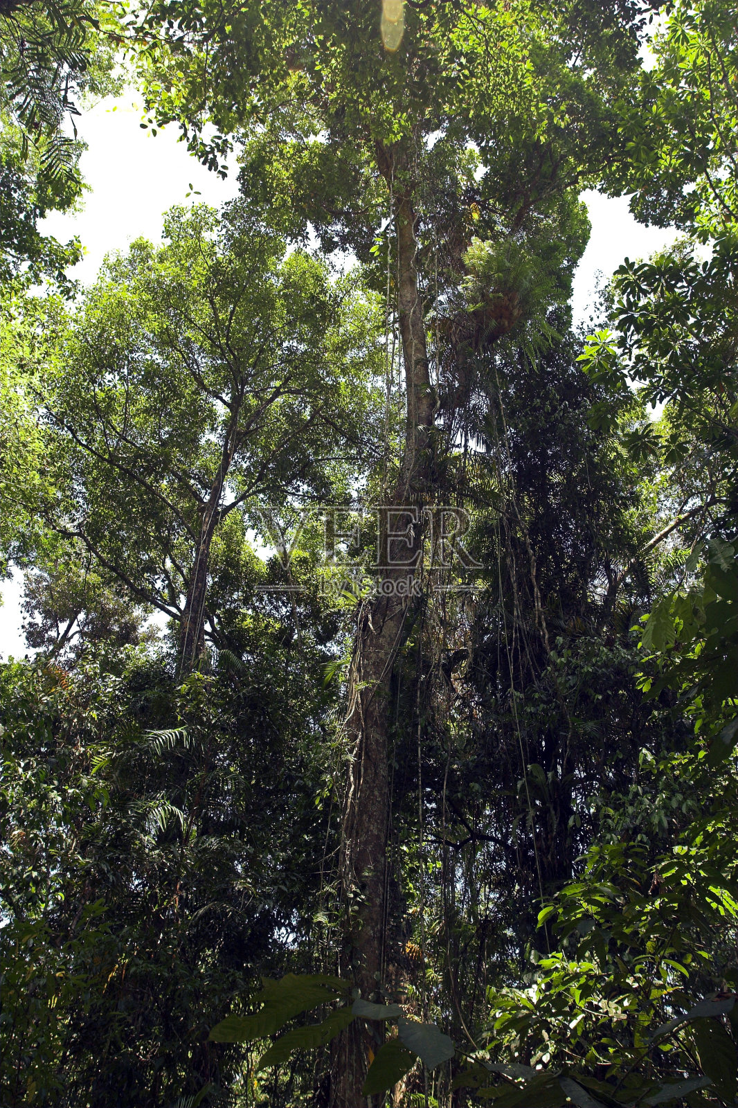 热带雨林照片摄影图片