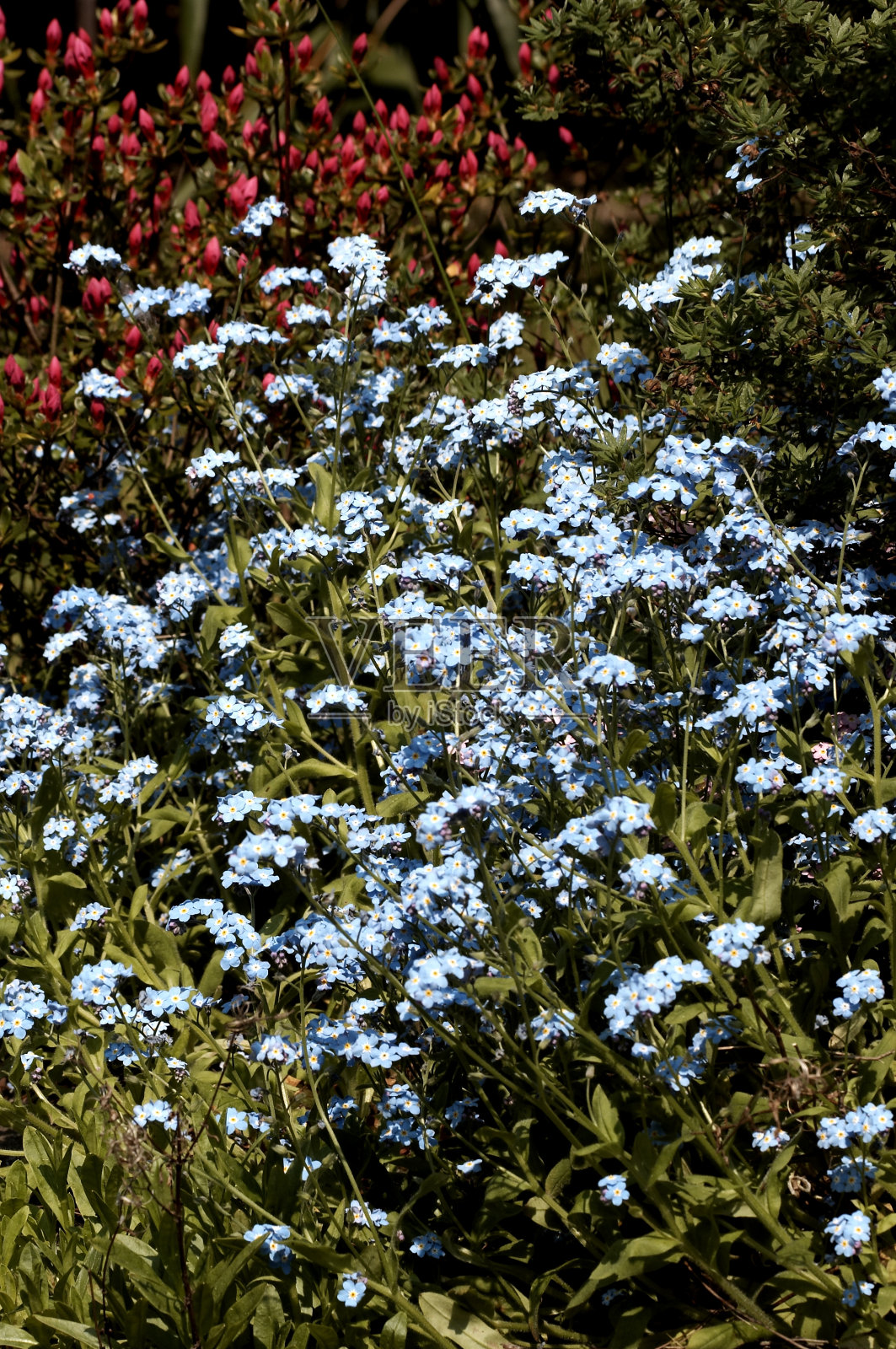 野外开花植物特写照片摄影图片