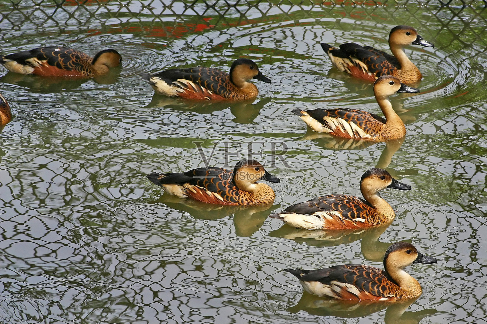 鸭子照片摄影图片