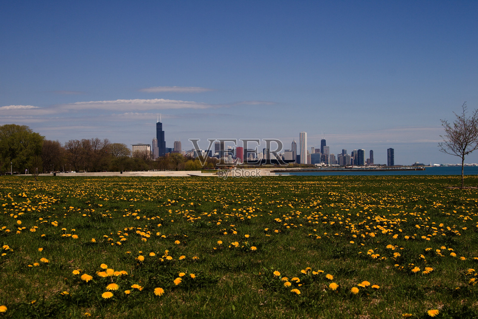芝加哥天际线照片摄影图片