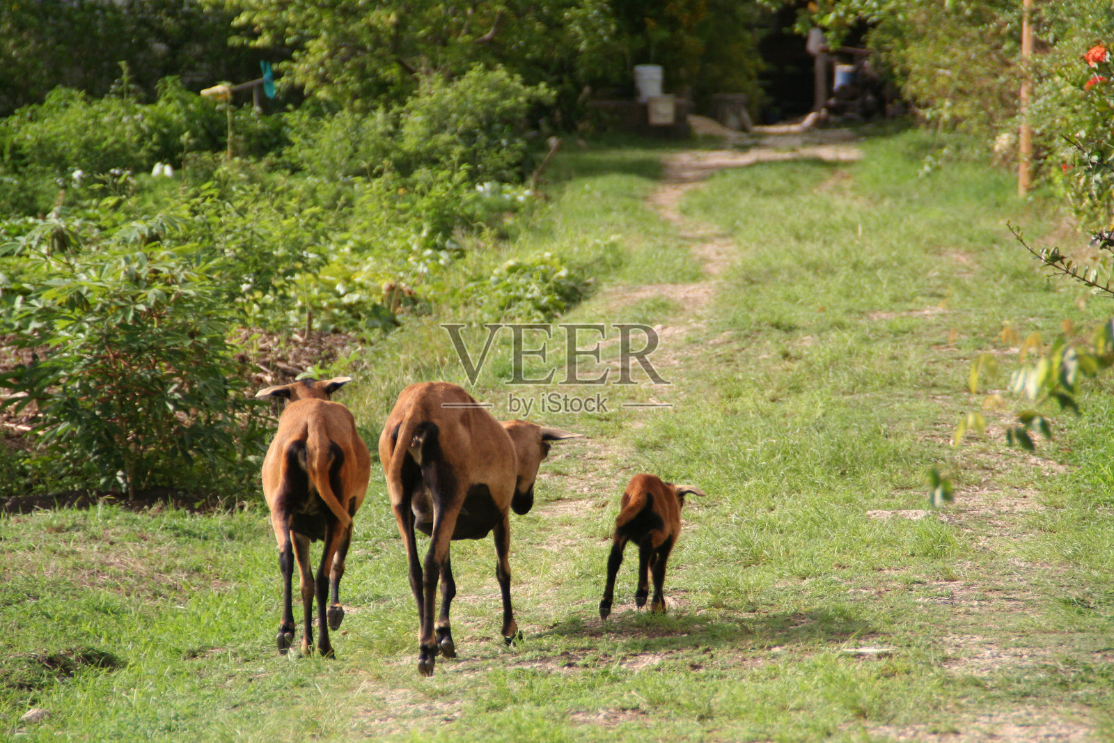 三个巴巴多斯人的山羊照片摄影图片