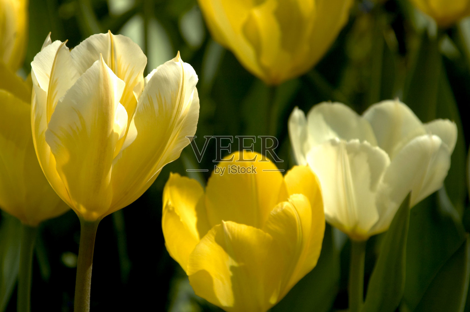 黄色的番红花照片摄影图片