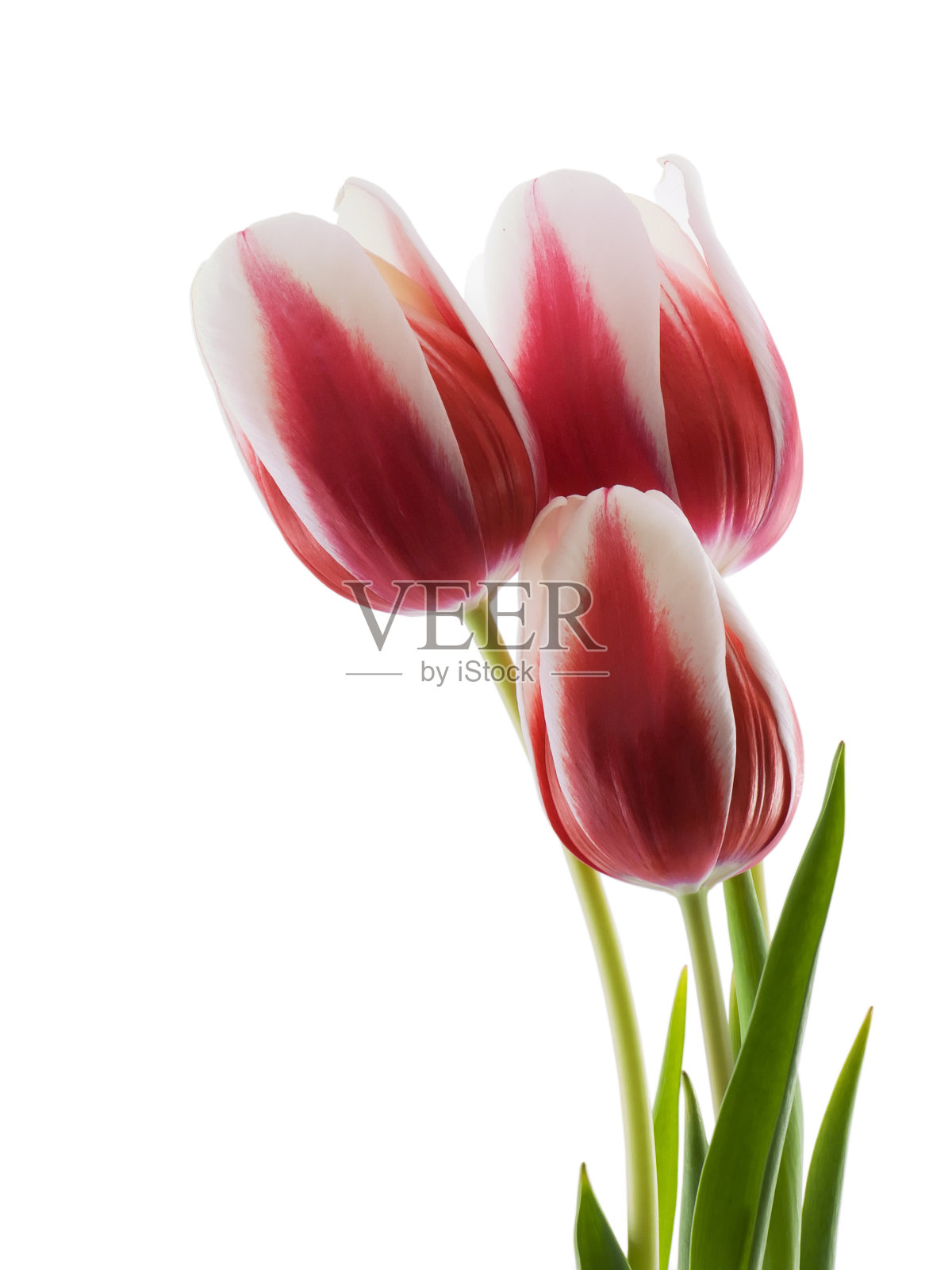 郁金香照片摄影图片