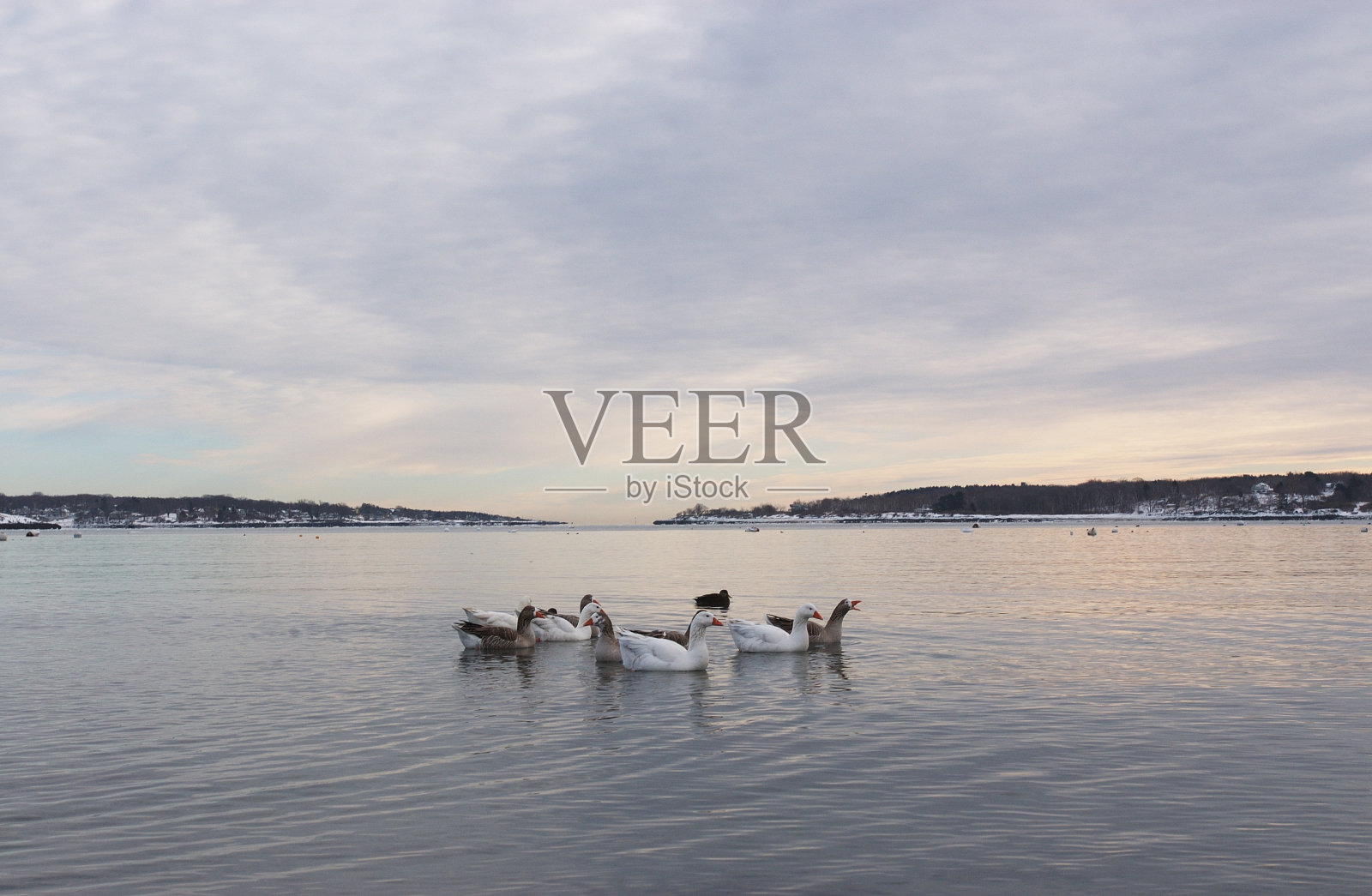 海湾里的雪鹅照片摄影图片